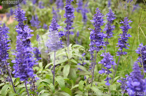 Image of Blooming blue bugleweeds Ajuga