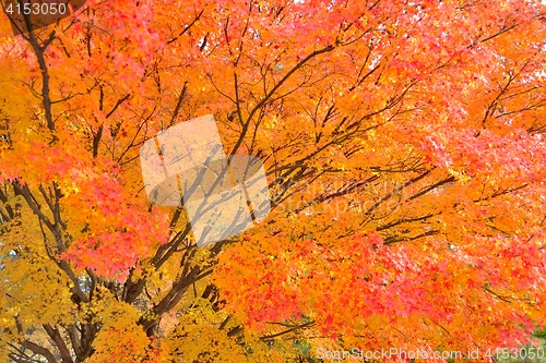 Image of Maple tree in vibrant orange and red colors