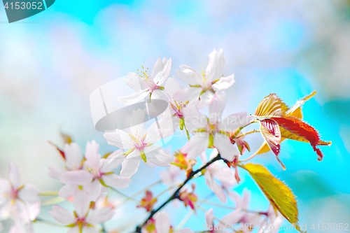 Image of Cherry blossom closeup of flowers and leaves