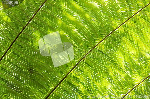 Image of Sunlight backlit Cyathea fern fronds leaves natural floral backg