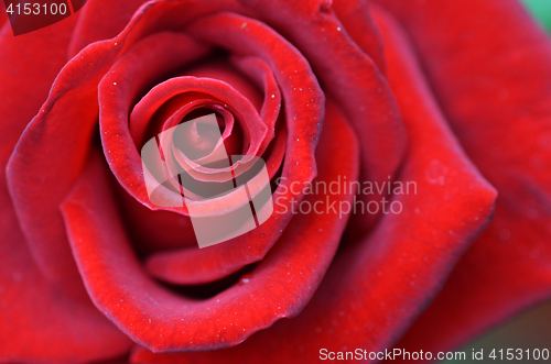 Image of Macro shot of a red rose