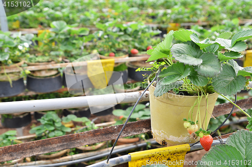 Image of Fresh and young strawberry fruits