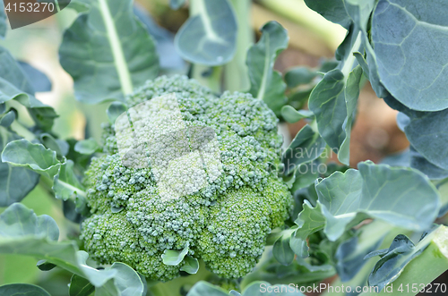 Image of Raw broccoli in the farm