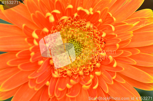 Image of Gerbera flower in a garden