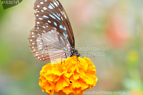 Image of Butterfly on orange flower 