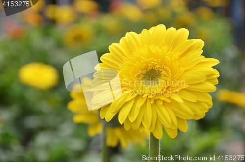 Image of Gerbera flower in a garden