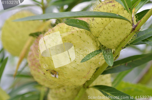 Image of Balloon plant or balloon cotton bush