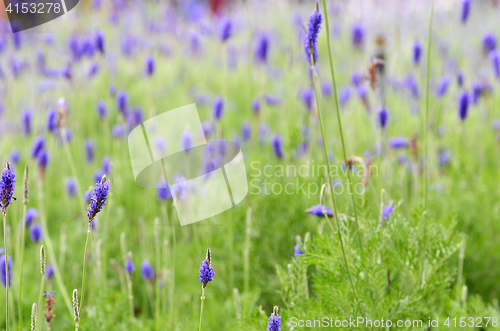 Image of Lavender flowers in nature