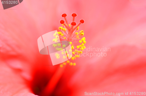 Image of Flower of red hibiscus