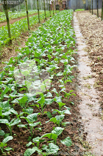 Image of Vegetable Farms in Cameron Highlands