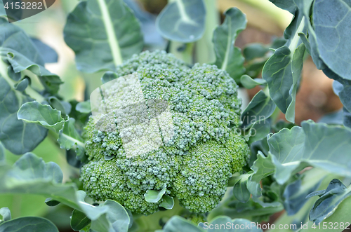 Image of Raw broccoli in the farm