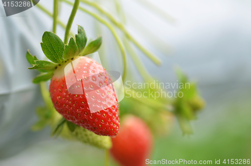 Image of Fresh strawberries that are grown in greenhouses