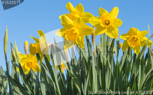 Image of Bright yellow daffodils flowers blooming on sunlit spring meadow