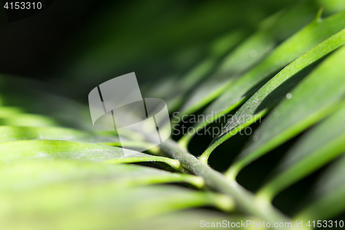 Image of Close-up palm frond from darkness to sunlight