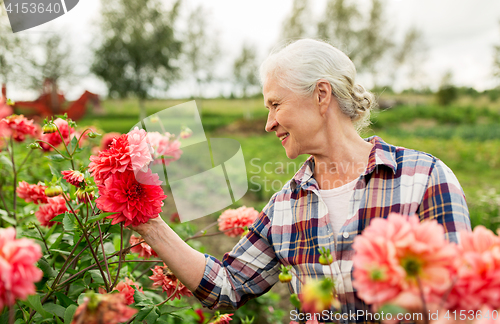 Image of senior woman with flowers at summer garden