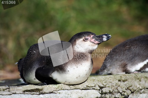 Image of Penguin