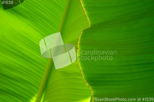 Image of Close-up of a banana palm tree leaf