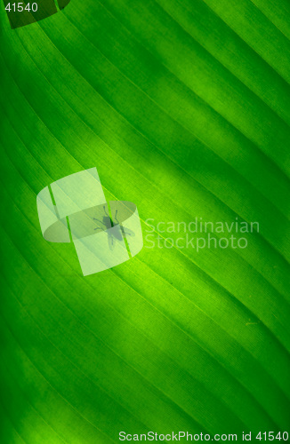 Image of Close-up of a banana palm tree leaf