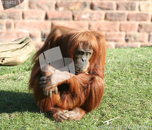 Image of Orang utan