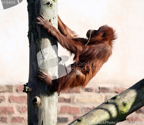 Image of Orang in tree