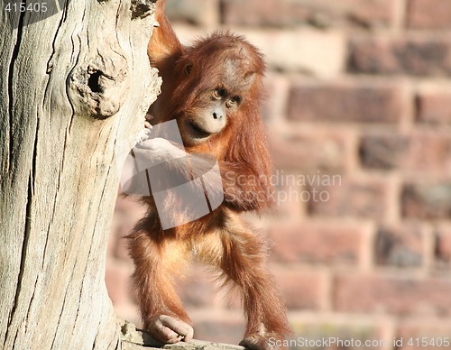 Image of Baby orang