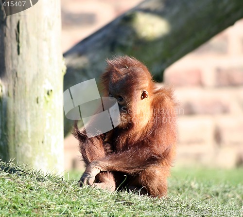 Image of Baby orang