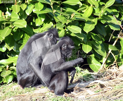 Image of Macaque