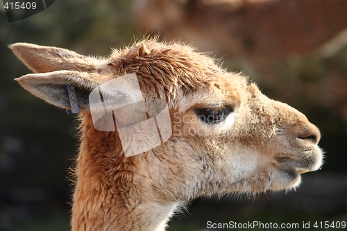 Image of Guanaco