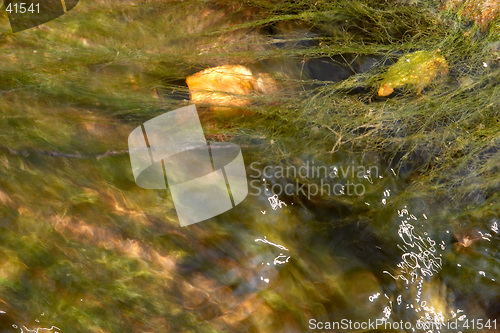 Image of Close up of leaves and algae in a mountain stream, Valtrebbia, Italy