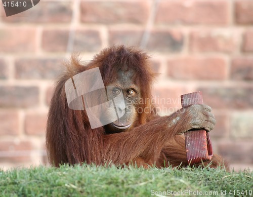 Image of Orang playing