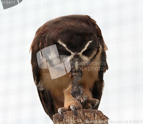 Image of Owl  and mouse