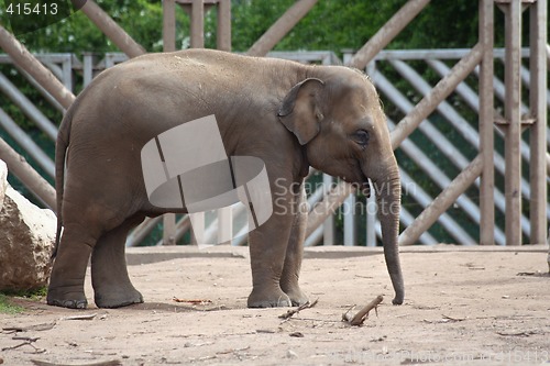 Image of Juvenile elephant