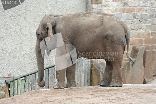 Image of Elephant