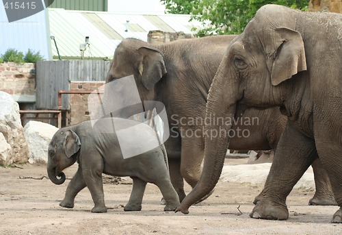 Image of Elephant family