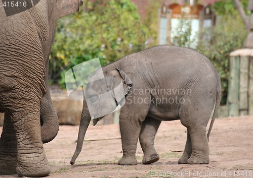 Image of Baby elephant