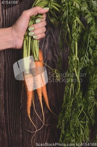 Image of Freshly grown carrots