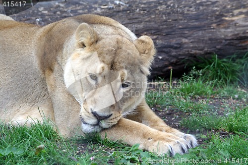 Image of Lioness