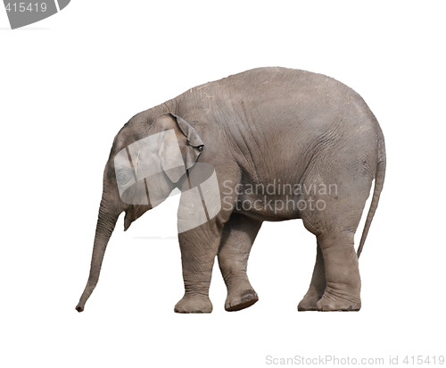 Image of Baby elephant