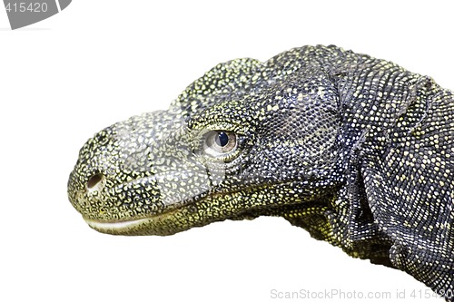 Image of Crocodile monitor