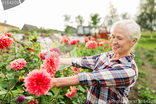 Image of senior woman with flowers at summer garden