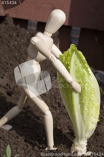 Image of Harvest