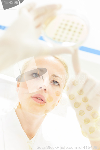 Image of Scientist observing petri dish.