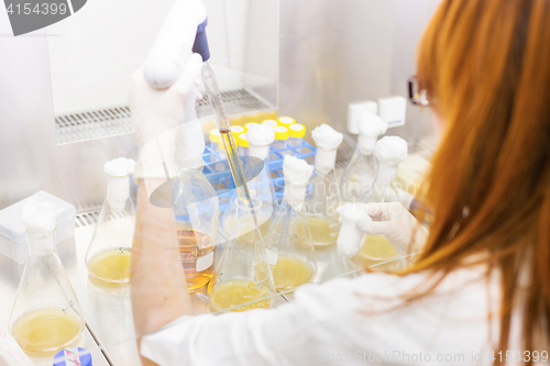 Image of Life scientist researching in the laboratory.