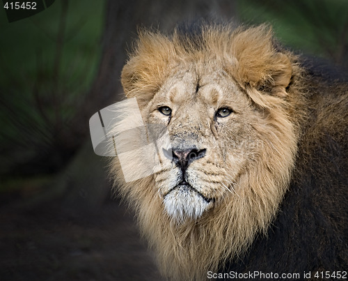 Image of Lion