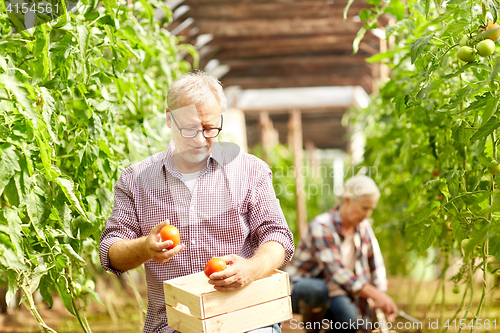 Image of old man picking tomatoes up at farm greenhouse