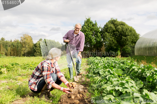 Image of senior couple planting potatoes at garden or farm