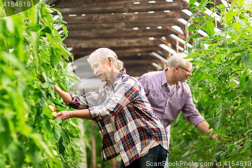 Image of happy senior couple at farm greenhouse