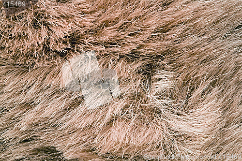 Image of Rough fur