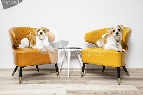 Image of two little dogs sitting on armchairs