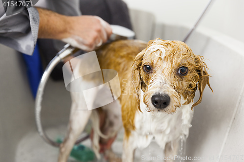 Image of bathing a cute dog